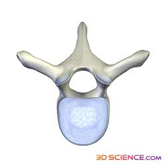 vertebral body graphic